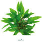 Cryptocoryne Wendtii "Green"