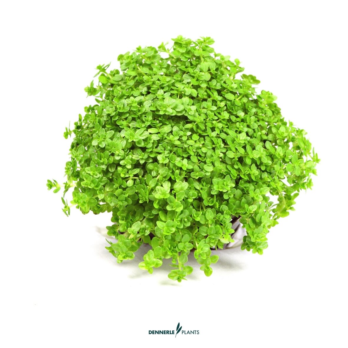Hemianthus Callitrichoides "Cuba"