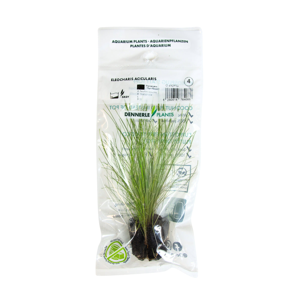 Eleocharis Acicularis