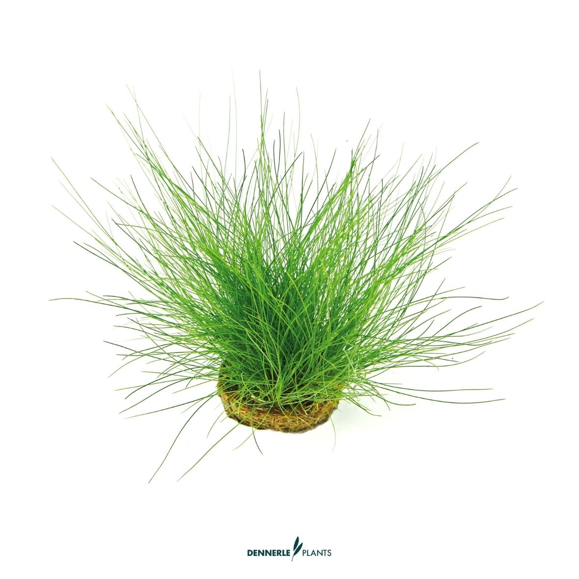 Eleocharis Acicularis