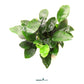 Anubias Barteri Nana