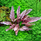 Cryptocoryne sp. "Flamingo"