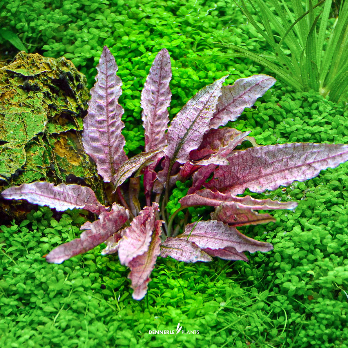 Cryptocoryne sp. "Flamingo"
