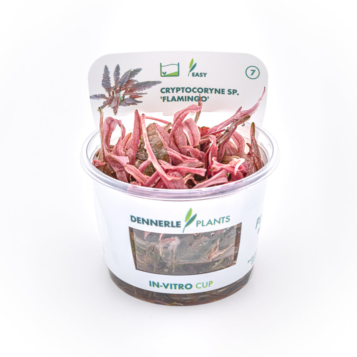 Cryptocoryne sp. "Flamingo"