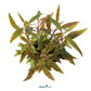 Alternanthera Reineckii "Mini"
