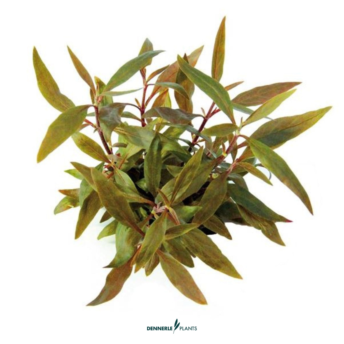 Alternanthera Reineckii "Mini"