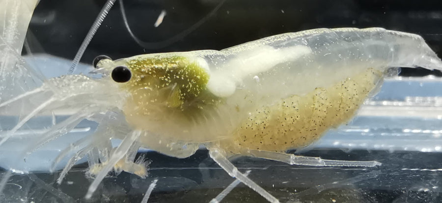 Eine weiße Amano Garnele die Caridina multidentata Snow White aus deutscher Nachzucht kaufen