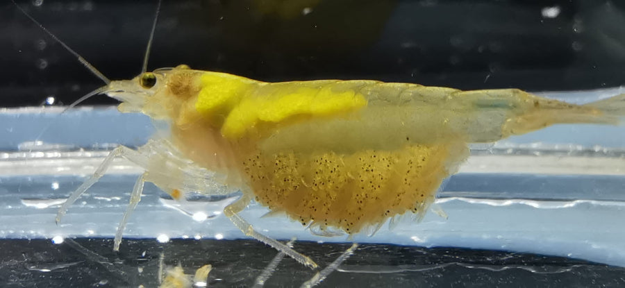 Amano Garnele (Caridina multidentata) - Farbform gelb  - tragendes Weibchen mit ausgereiften Eiern