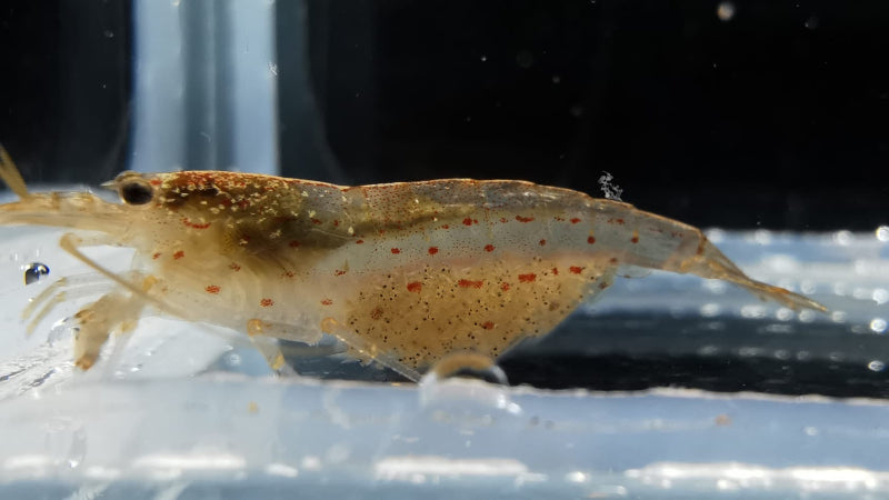 Amano Garnele (Caridina multidentata) - Farbform orange - trangendes Weibchen mit ausgereiften Eiern
