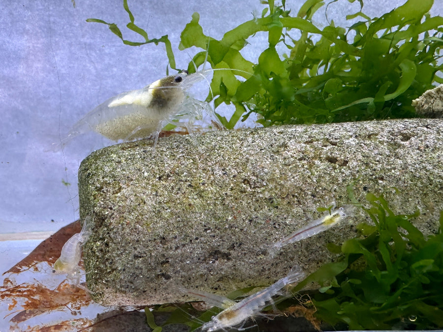 Amano Garnele (Caridina multidentata) - Adulte und juvenile Tiere der weißen Farbform
