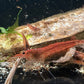 Amanogarnele (Caridina multidentata) - adulte und juvenile Tiere der orangen Farbform