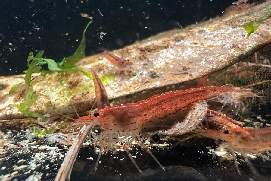 Amanogarnele (Caridina multidentata) - adulte und juvenile Tiere der orangen Farbform