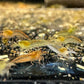 Amano Garnelen (Caridina multidentata)  - Jungtiere (klein) in Farbformen weiß, gelb und orange