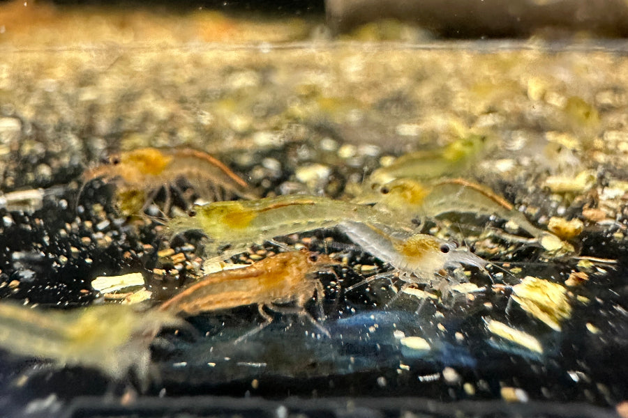 Amano Garnelen (Caridina multidentata)  - Jungtiere (klein) in Farbformen weiß, gelb und orange