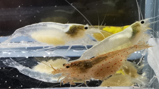 Amano Garnelen (Caridina multidentata) - adulte Weibchen mit Eiern
