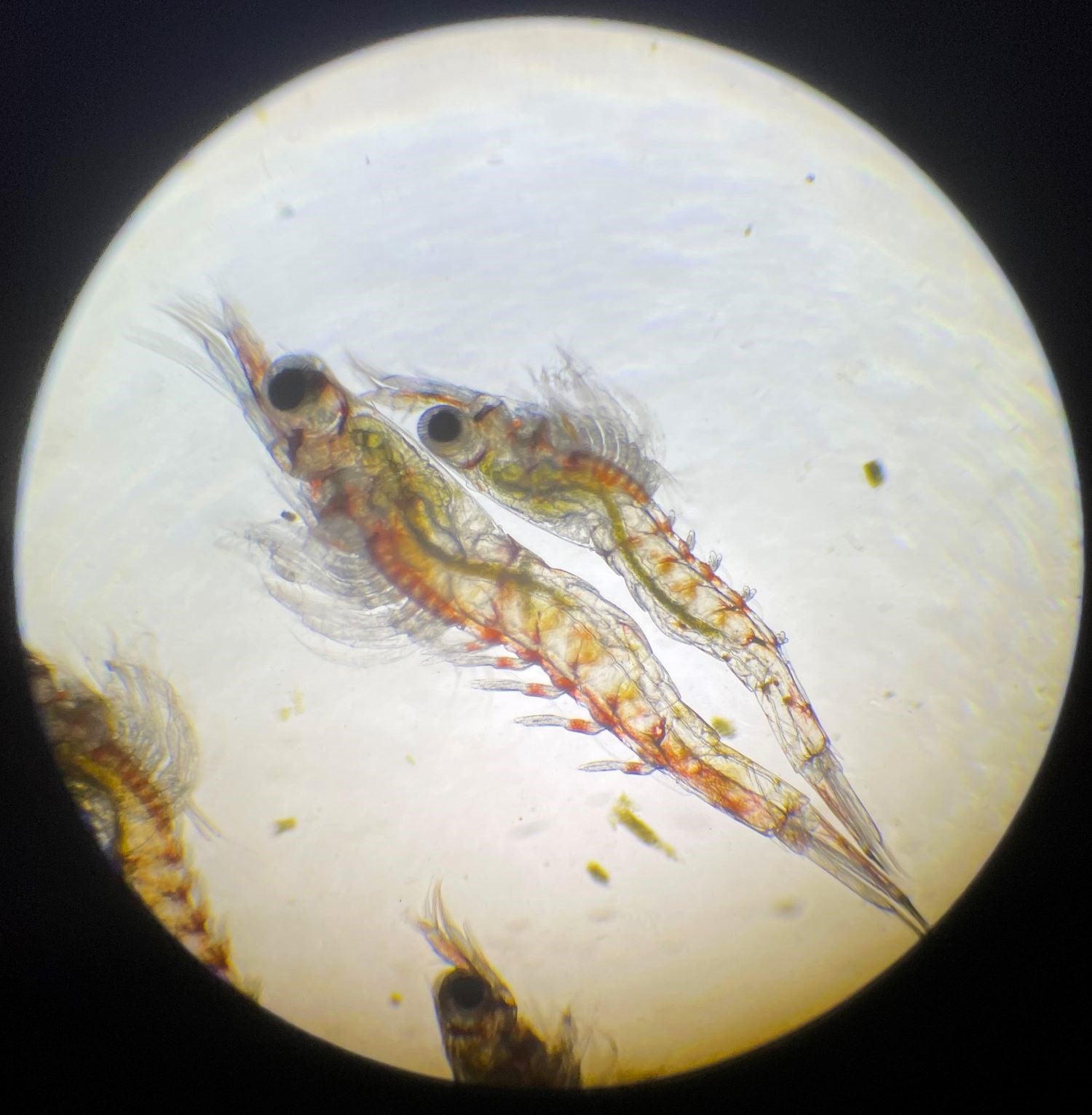 Larven der Amanogarnele (Caridina multidentata) unter dem Mikroskop. Oben Stufe 6 von 10 mit kurzen Schwimmbeinen, darunter Stufe 9 mit bereits gut ausgebildeten Schwimmbeinen