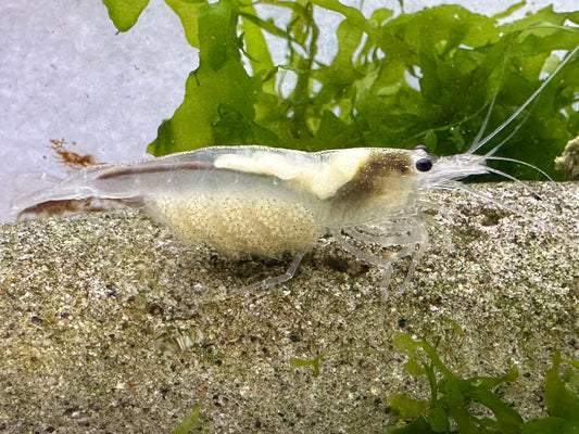 Amano Garnele "Snow White" - Weibchen mit Eiern einer weißen Farbzüchtung von Caridina multidentata