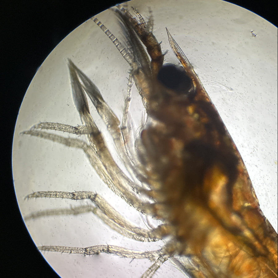 Molukkenfächergarnele (Atyopsis moluccensis) Jungtier frisch nach der Umwandlung - Mikroskopaufnahme