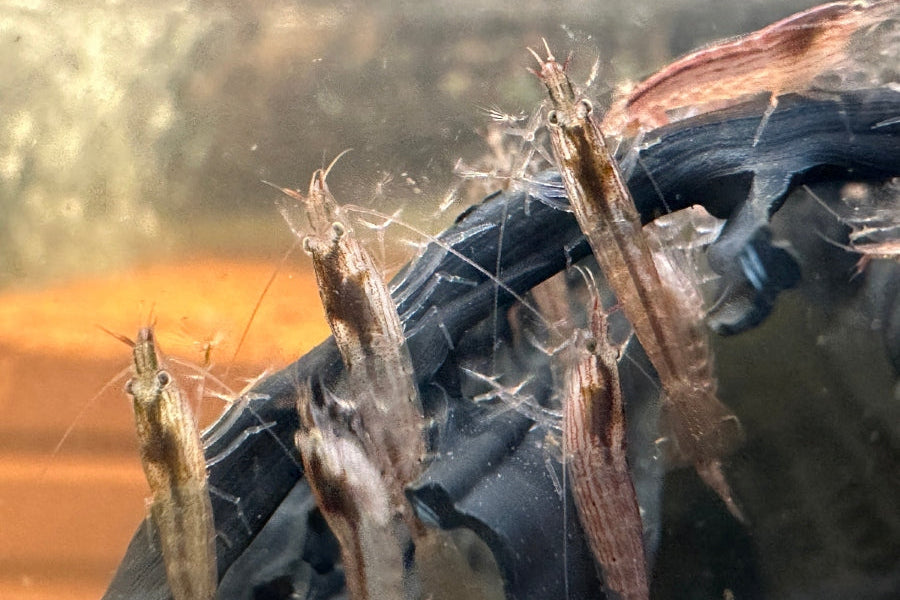 Unsere Nachzuchten der Atyopsis moluccensis die Molukken Fächergarnele im Aquarium kaufen