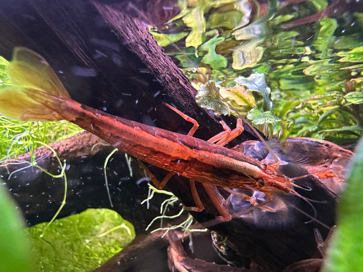 Molukkenfächergarnele (Atyopsis moluccensis, ausgewachsenes Weibchen bei der Futteraufnahme im Strömungsbereich.