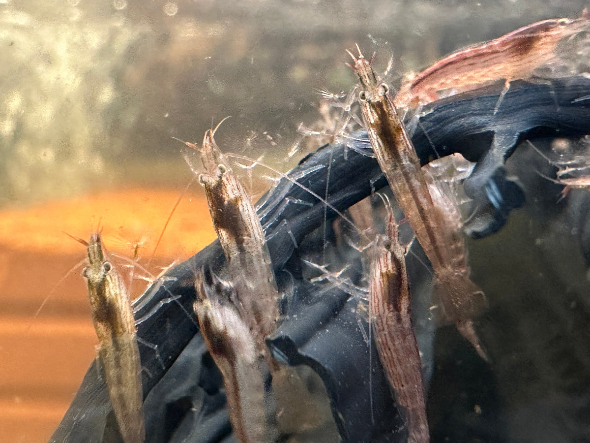 Molukkenfächergarnele (Atyopsis moluccensis) deutsche Nachzuchten - Jungtiere unter 2 cm bei der Futteraufnahme