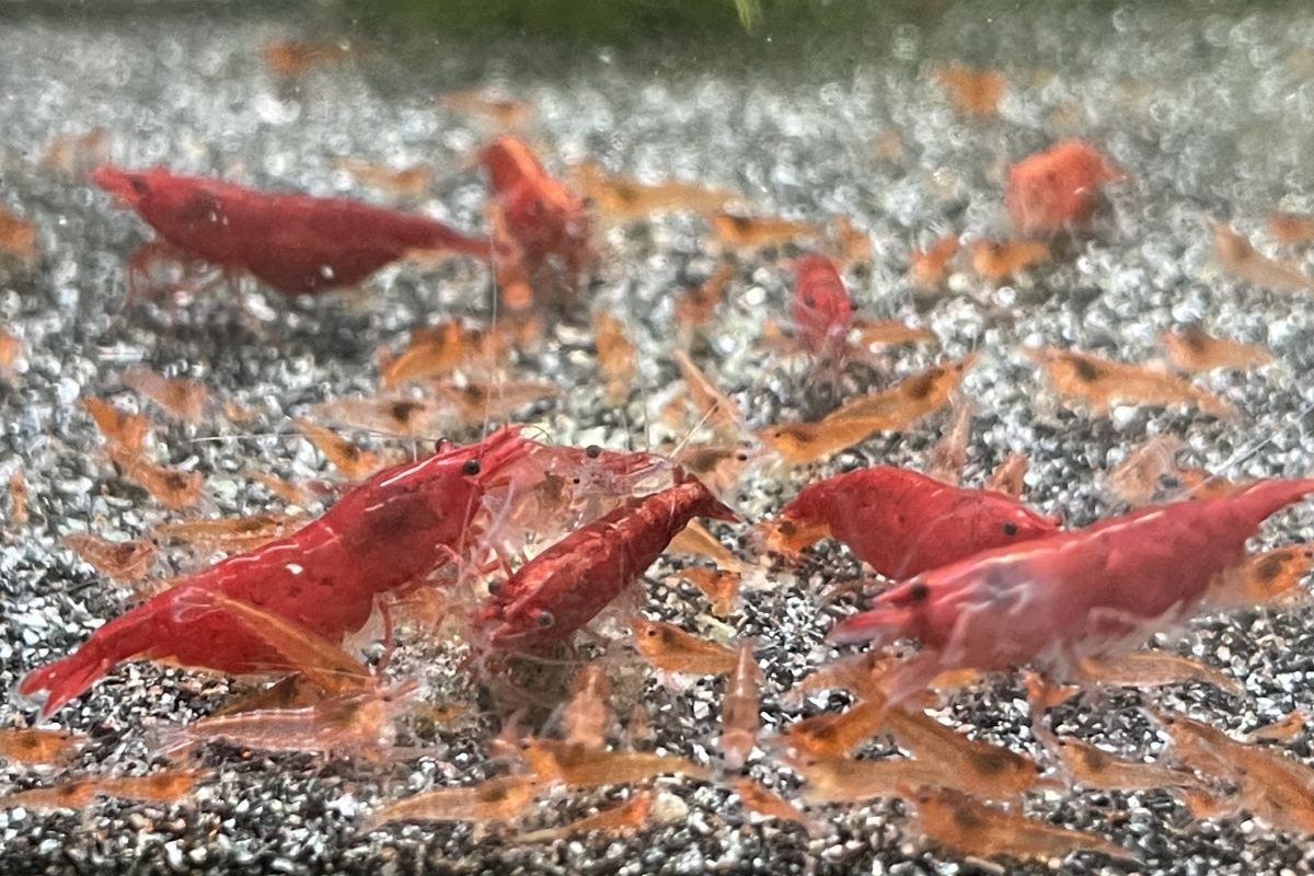 Neocaridina sp. Bloody Mary in einer Gruppe mit vielen Jungtieren. Aus den Eiern schlüpfen fertig entwickelte Minigarnelen.