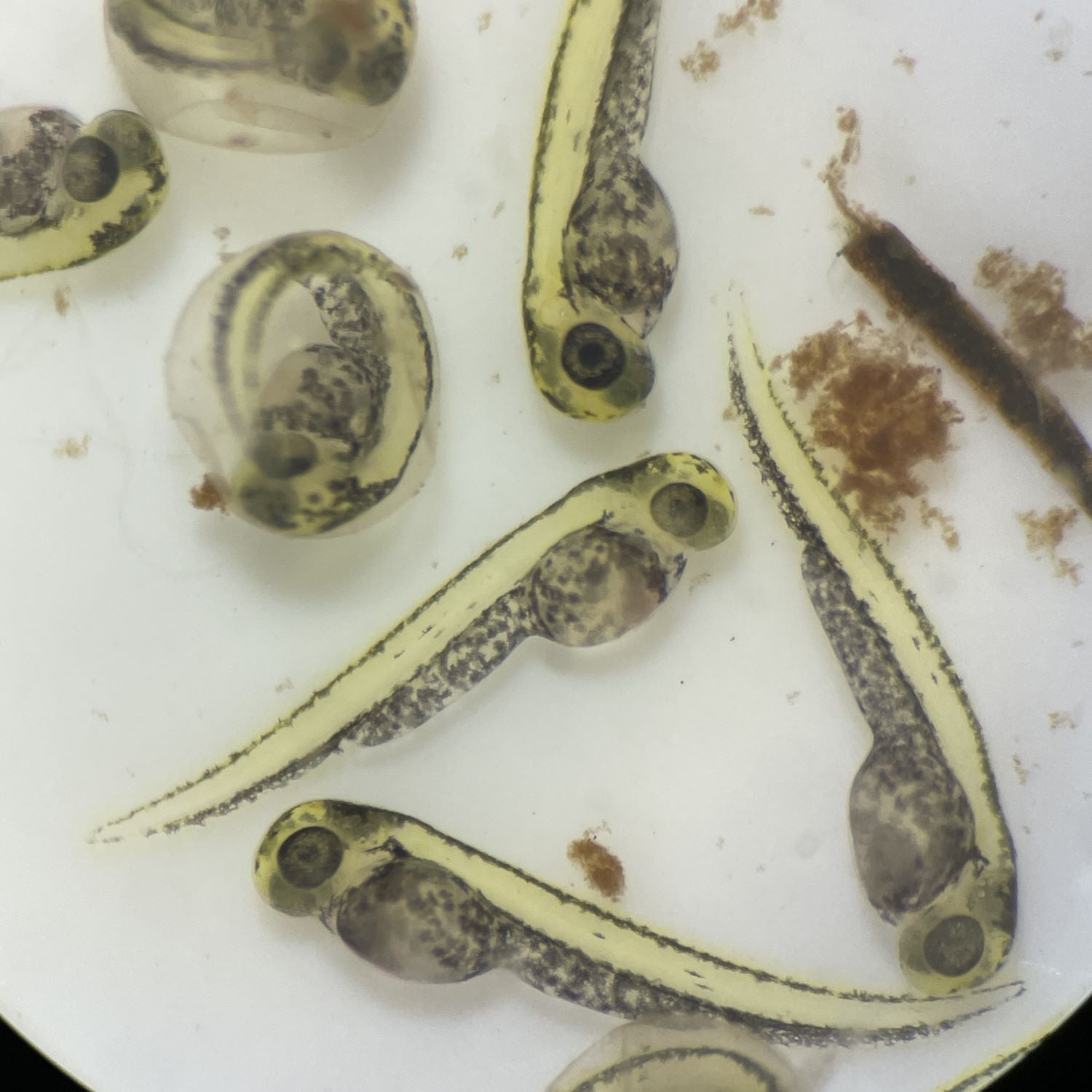 Frische geschlüpfte Larven und Eier des Perlhuhnbärblings (Danio margaritatus) - Der Dottersack ernährt diese kleinen Larven noch etwa eine Woche lang. Bis dahin können sie ohne Mundöffnung noch nicht fressen und heften sich an Pflanzen oder Glasscheiben an. 