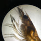 Atyopsis moluccensis - DNZ