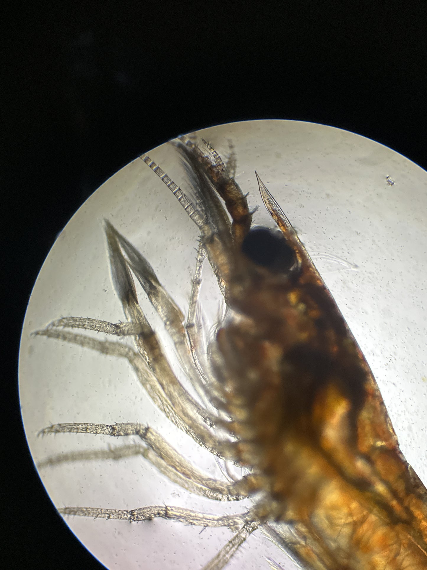 Atyopsis moluccensis - DNZ