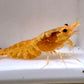 Neocaridina davidi (DNZ) - eigene Nachzuchten
