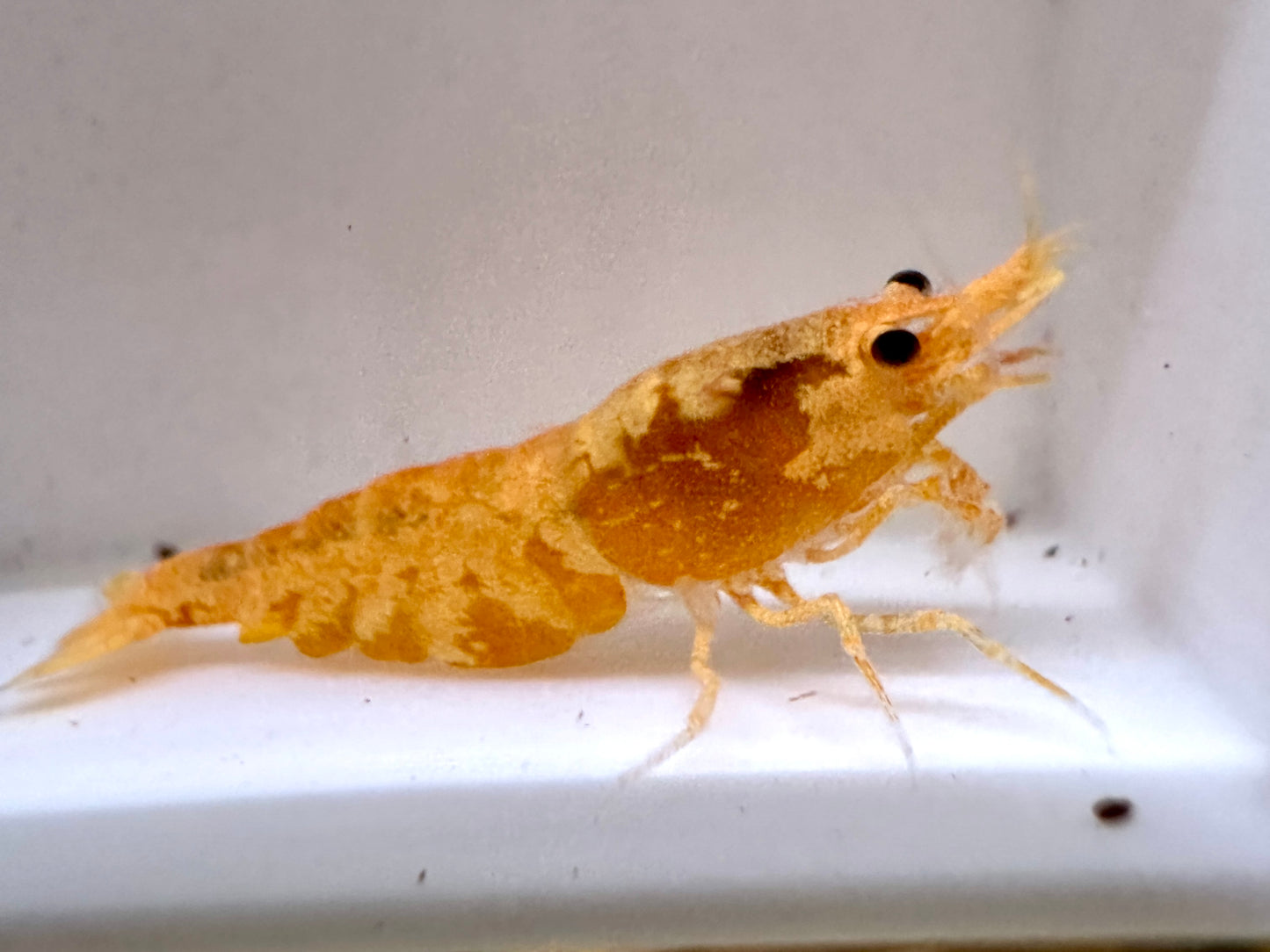 Neocaridina davidi (DNZ) - eigene Nachzuchten