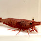 Neocaridina davidi (DNZ) - eigene Nachzuchten