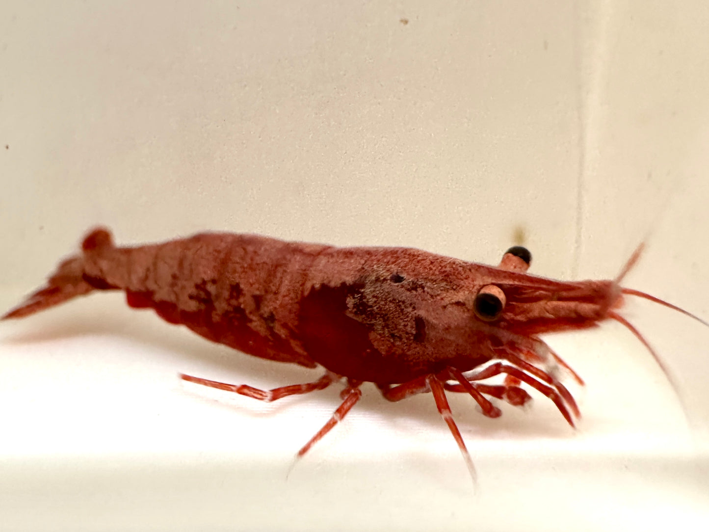 Neocaridina davidi (DNZ) - eigene Nachzuchten