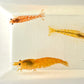Neocaridina davidi (DNZ) - eigene Nachzuchten