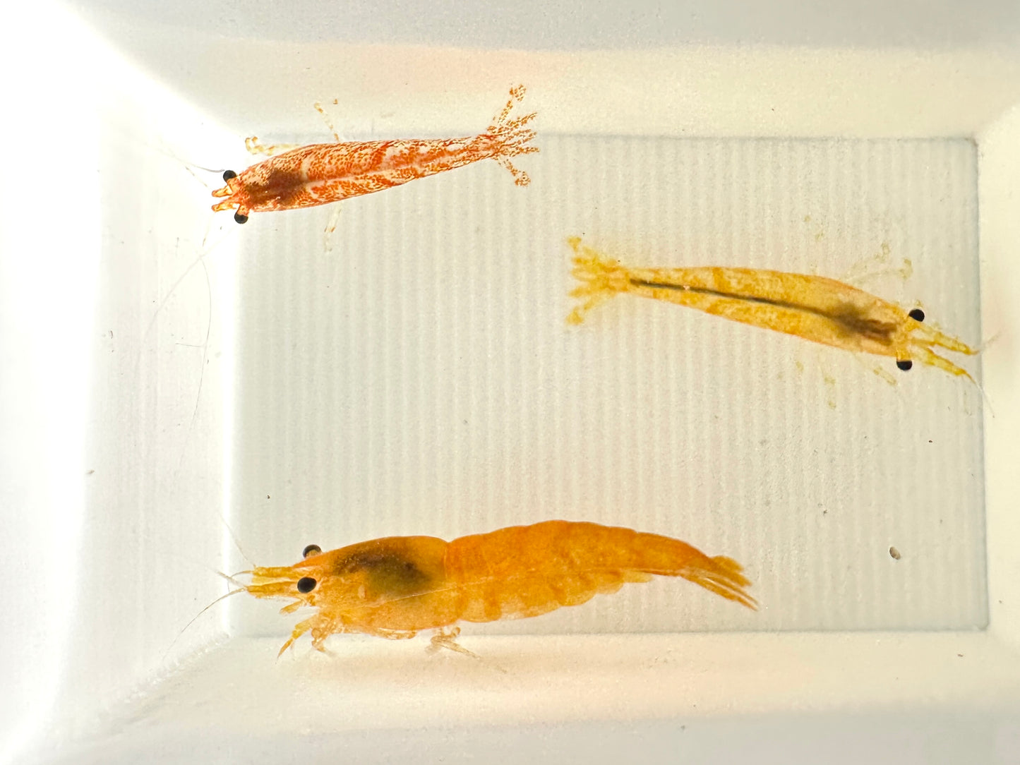 Neocaridina davidi (DNZ) - eigene Nachzuchten