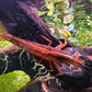 Atyopsis moluccensis - DNZ