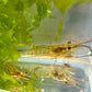 Monster Großarmgarnele / Rosenberggarnele (Macrobrachium rosenbergii) (DNZ)