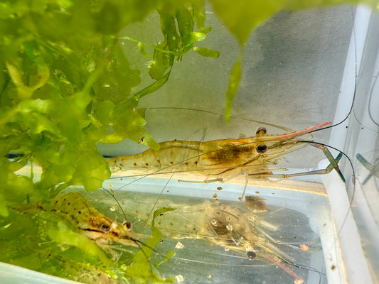 Monster Großarmgarnele / Rosenberggarnele (Macrobrachium rosenbergii) (DNZ)