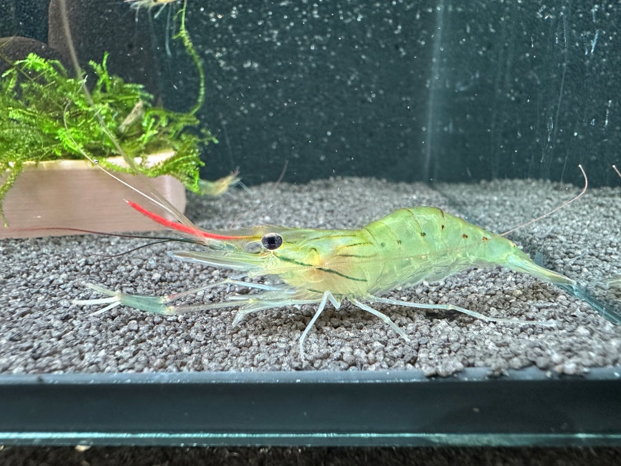 Die Macrobrachium rosenbergii im Aquarium eine Großarmgarnele zum halten und essen