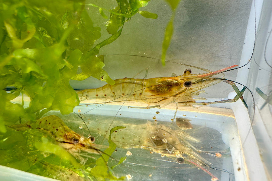 Jungtiere von Macrobrachium rosenbergii zwischen Süßwassertang