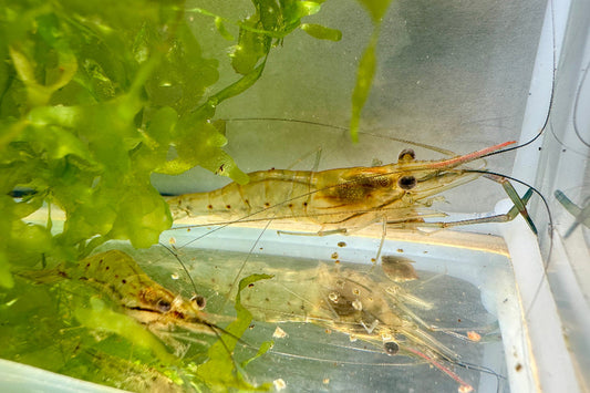 Jungtiere von Macrobrachium rosenbergii zwischen Süßwassertang