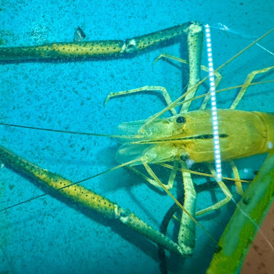 Die Macrobrachium_rosenbergii im Aquarium ein Zuchtmännchen mit grossen Scheren, die grösste Süsswassergarnele der Welt