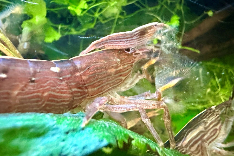 Molukken Fächergarnele in klein und Groß als Nachzuchten von Rheingarnelen kaufen