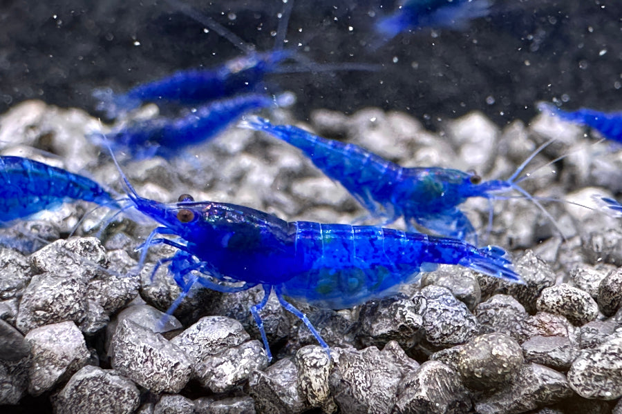 Intensiv gefärbte blaue Zwerggarnelen die Neocaridina davidi Blue Diamond im Aquarium auf schwarzem Kies