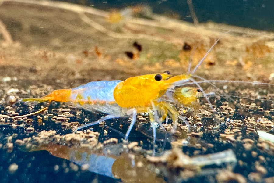 Die Orange Rili Neocaridina Garnele zeigt eine in der Mitte unterbrochene Orangefärbung.