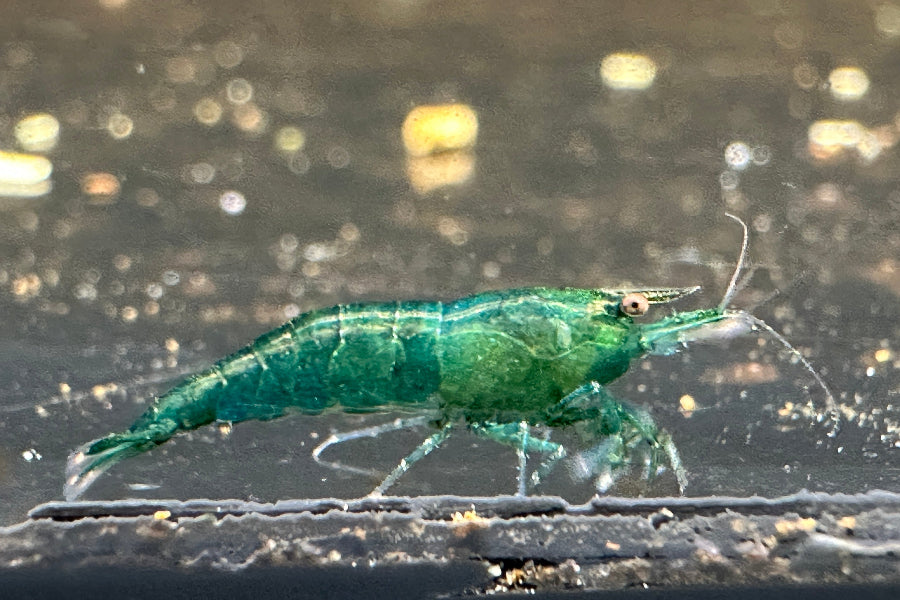 Die dunkelgrüne Garnele im Aquarium die Neocaridina davidi Green Jade Garnele aus Nachzucht