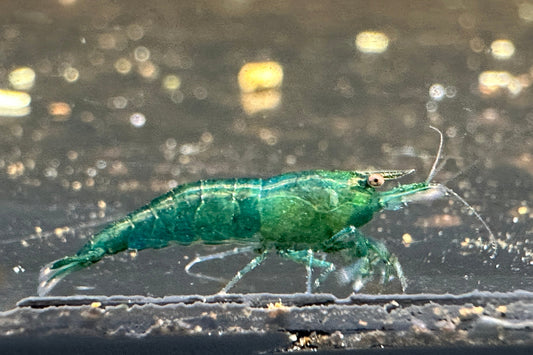 Die dunkelgrüne Garnele im Aquarium die Neocaridina davidi Green Jade Garnele aus Nachzucht