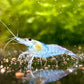 Die helblaue Zwerggarnele oder auch Neocaridina davidi Blue Jelly Garnele im Aquarium