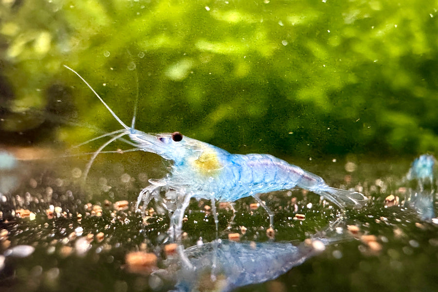 Die helblaue Zwerggarnele oder auch Neocaridina davidi Blue Jelly Garnele im Aquarium