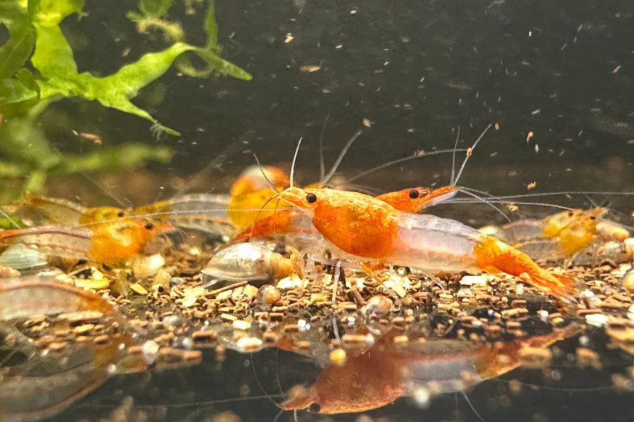 Orange Rili Garnelen kaufen eigene Nachzuchten der Neocaridina davidi im Aquarium